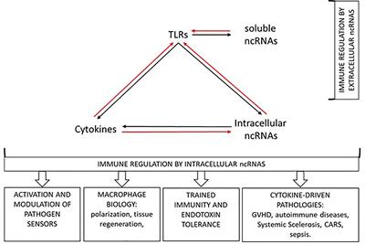 Editorial: Regulation of Soluble Immune Mediators by Non-Coding RNAs